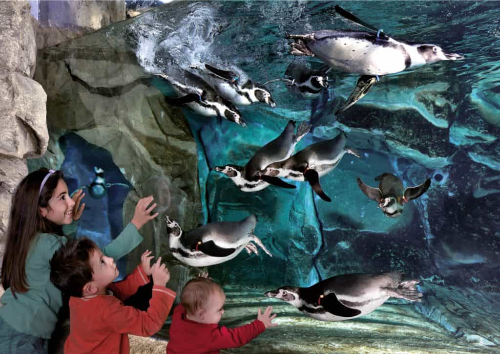 pinguini bambini divertimento acqua vasche pesci