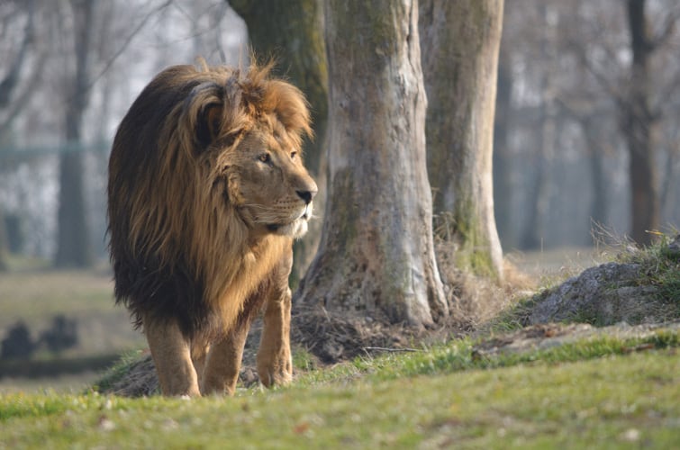 leone incontri animali natura