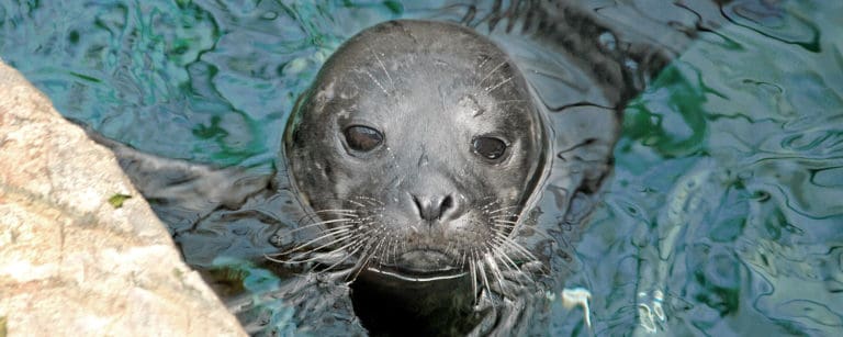 foca vasca animali marini