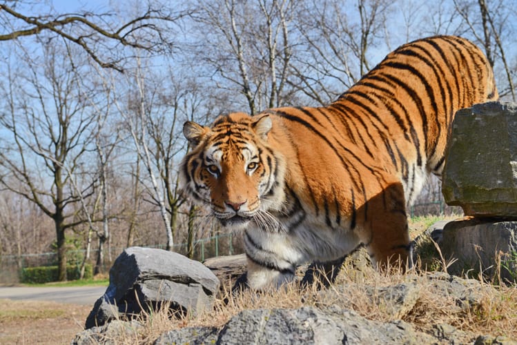 Safari Park Tigre animali natura