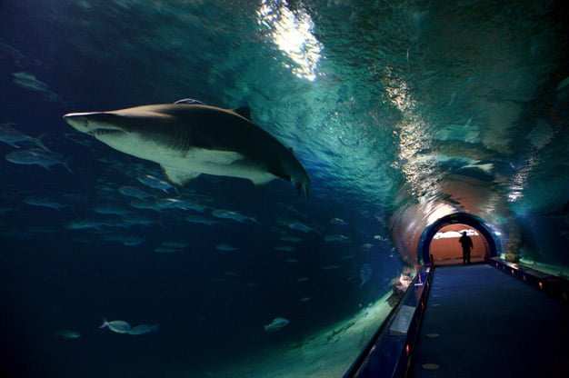 Tunnel oceanografic valencia