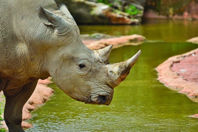 rinoceronte parco faunistico